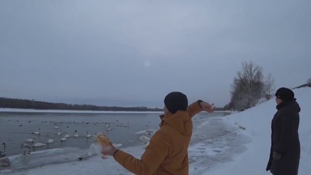 КОРМИМ ЛЕБЕДЕЙ НА ЗИМОВКЕ. Молодежный, Бийск. смотреть онлайн
