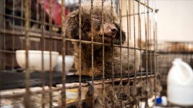 Собака всю жизнь просидела в подвале. Только взгляните на неё теперь! смотреть онлайн