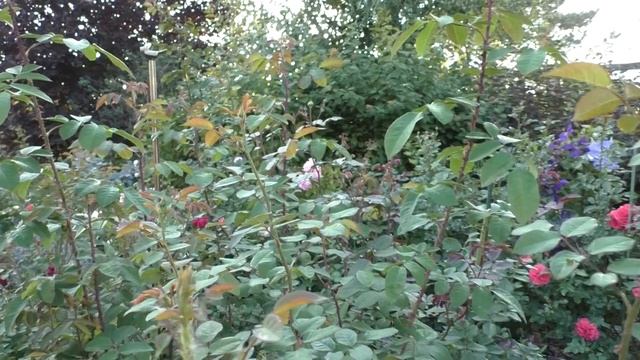 30 августа в Сибирском саду. Розы и мои рекомендации по сортам смотреть онлайн