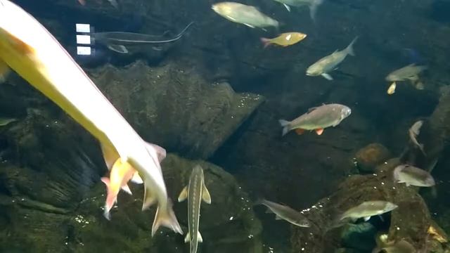 Москвариум на ВДНХ. Рыба осетр. Осетровые в аквариуме. Серия 5 смотреть онлайн