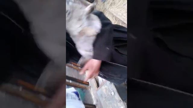 Кролики это не мех это ощущение детства смотреть онлайн