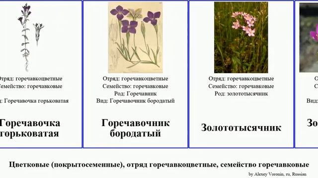 Цветковые (покрытосеменные), отряд горечавкоцветные, семейство горечавковые горечавка Angiosperms