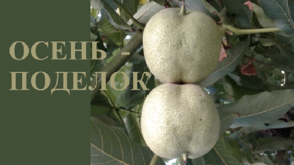 Осень - поделок восемь   dub