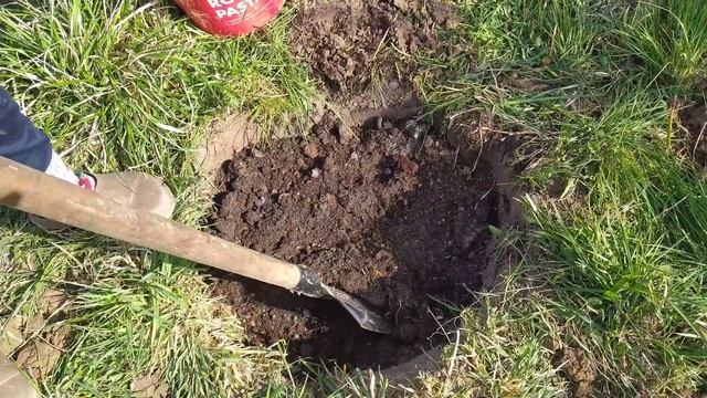 Посадка самого урожайного сорта малины Химбо Топ