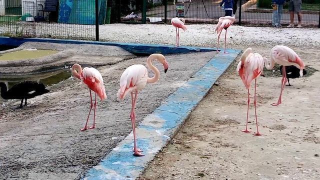 Фламинго в парке Октябрьской Революции. Ростов-на-Дону