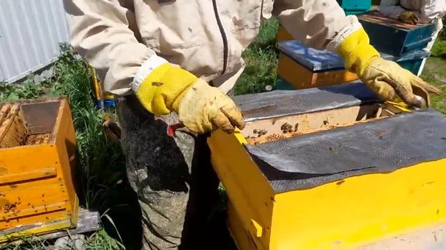 ДИАФРАГМА ДЮКАРЕВЫХ, ВЫВОД МАТОК ПОДРОБНО. смотреть онлайн