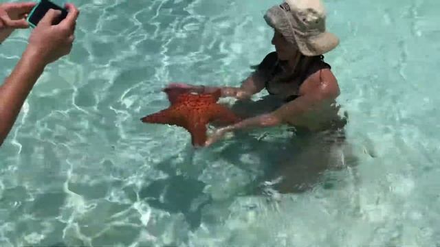 Морские звезды на карибском море смотреть онлайн
