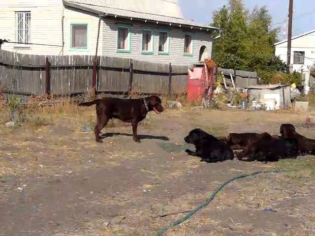P1520925.MOV смотреть онлайн