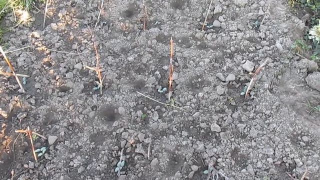 Посилка з насінням та пізня посадка огірків (експеримент) - 1 частина. смотреть онлайн