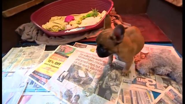 Attila Kovacs Dog Seller PKG - 15th April 2016 смотреть онлайн