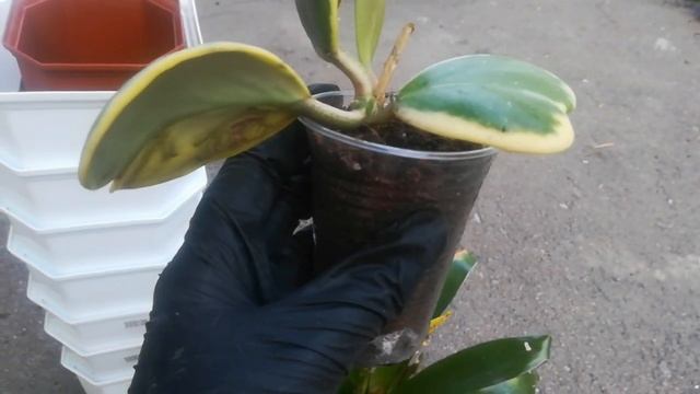 Пересаживаю вриезию?? смотреть онлайн