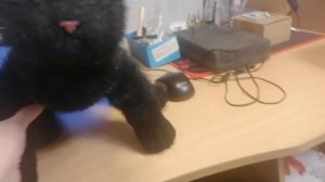 СОЗДАНИЕ РЕАЛИСТИЧНОГО КОТЕНКА🐾🐾 ХОББИ