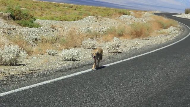 Койот на дороге в Долину Смерти, США, Калифорния (Death Valley) смотреть онлайн