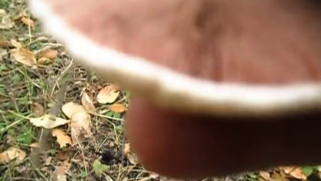 Как отличить гриб шампиньон от бледной поганки. смотреть онлайн