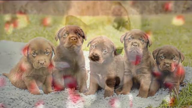 Дружные щенки смотреть онлайн