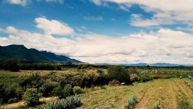 RANCHO DE LA LUNA MEZCAL - CARLOS INTERVIEW Why Espadin смотреть онлайн