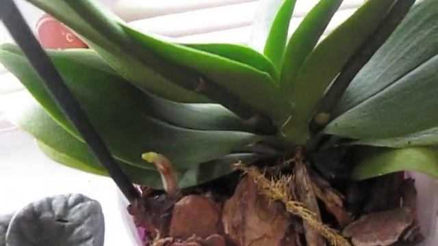 Как чувствует себя орхидея мультифлора после посадки спустя 2 месяца