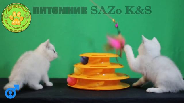 Серебрябристые британские коты смотреть онлайн