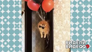 Летающий шпиц. Видели видео? Фрагмент выпуска от 01.12.2019