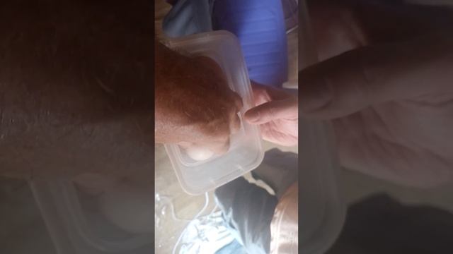 88 кенийские яйца смотреть онлайн