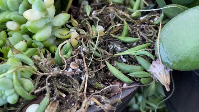 ??? FINALLY I FOUND IT MY WISHLIST PLANT AT THE BIG BOX STORE! MOONLIGHT TRUBII SCINDAPSUS & MORE