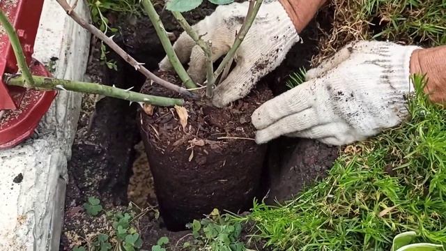 Посадка плетистых роз в открытый грунт. смотреть онлайн
