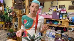 Необычное комнатное растение Вриезия сорт Спленриет | Бромелия Огненный меч