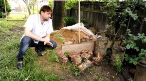 Шиитаке, Выращивание шиитаке на древесине