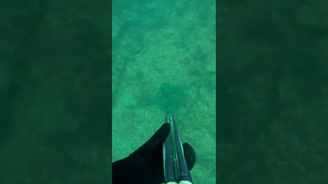 камбала калкан.) смотреть онлайн