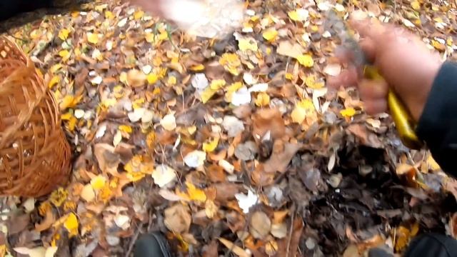 РЯДОВКА ТОПОЛЕВАЯ ХОТЬ КОСОЙ КОСИ! Я ЕЩЕ ЕЕ СТОЛЬКО НЕ ВИДЕЛ смотреть онлайн