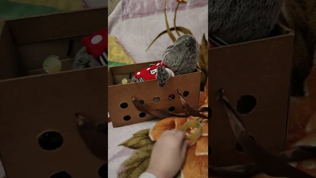 Котики ми отики, смотреть онлайн