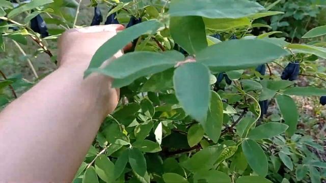 Жимолость 2021. Бакчарские сорта и не только (васюганская, Гжелка, Мальвина...) смотреть онлайн