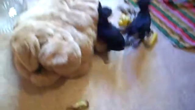 продаю щенков с документами ркф ч\п р.14.07.11 смотреть онлайн