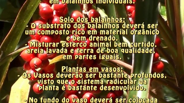 Como Fazer Mudas De Dracena, Dracaena Marginata Tricolor, Jardinagem,