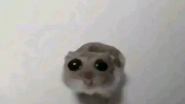 фон где хомяк грустит под звук скрипки смотреть онлайн