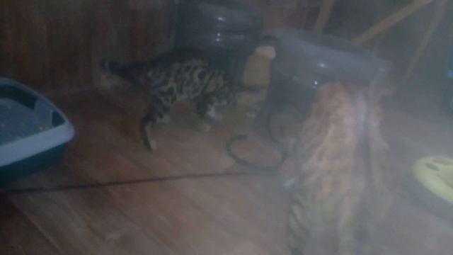 игры Бенгальских кошек, Золото бенгалов, питомник бенгальских кошек Екатеринбург, бенгальские кошки