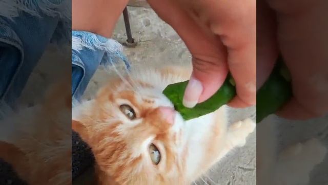 Деревенские коты настолько суровы что едят овощи живьем смотреть онлайн