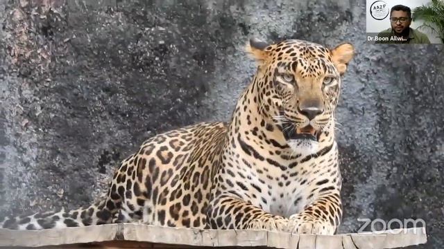 Season 1 - All about Leopard - Vandalur Zoo Virtual Zoo Ambassador Online Session 4 смотреть онлайн