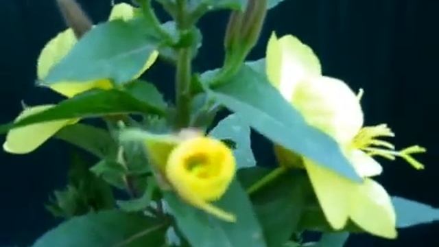 Ночная бабочка Энотера Oenothera смотреть онлайн