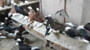 Мечта а не Голуби - Кавказкие и Армавирские белоголовые Космачи