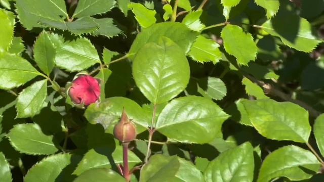 Розовый сад Урала на 14 июня 2023 года. смотреть онлайн