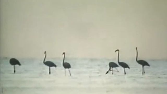 думают ли животные смотреть онлайн