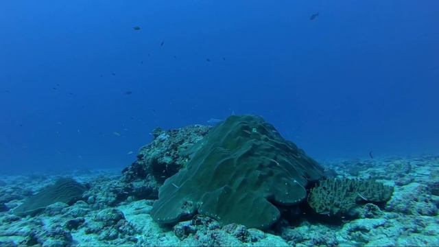 Maldives Laamu Atoll Dive Log 13 ( Scuba Diving Maldives ) смотреть онлайн