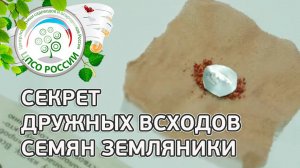 Стратификация семян земляники. Клубника, земляника из семян.