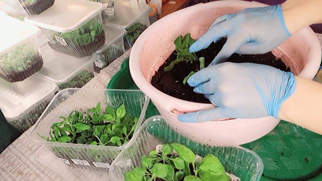 ПРЕВОСХОДНЫЙ РЕЗУЛЬТАТ УКОРЕНЕНИЯ ЧЕРЕНКОВ ПЕТУНИИ! смотреть онлайн