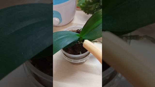 Первый полив деток орхидей после пересадки. смотреть онлайн