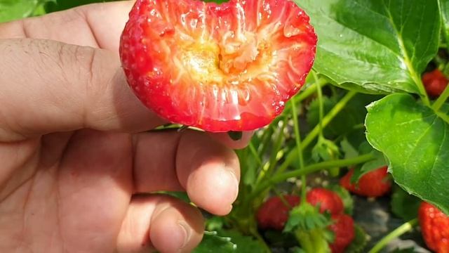 Кабрилло, Азия и Клери в балаганах. Начало плодоношения. смотреть онлайн