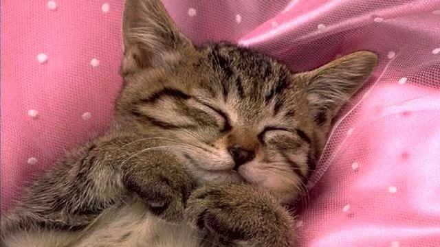 Песня самого высокого качества. Шикарное видео. Тащу... смотреть онлайн