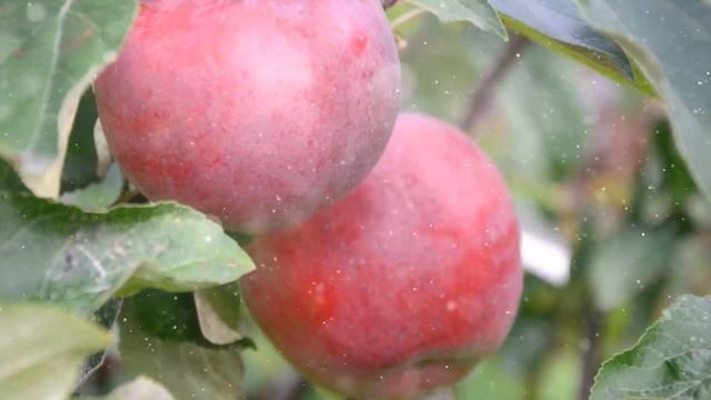 Как Вырастить Яблоню Из Косточки В Домашних Условиях смотреть онлайн