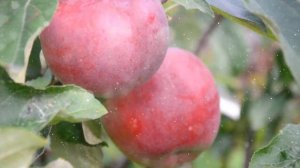 Как Вырастить Яблоню Из Косточки В Домашних Условиях